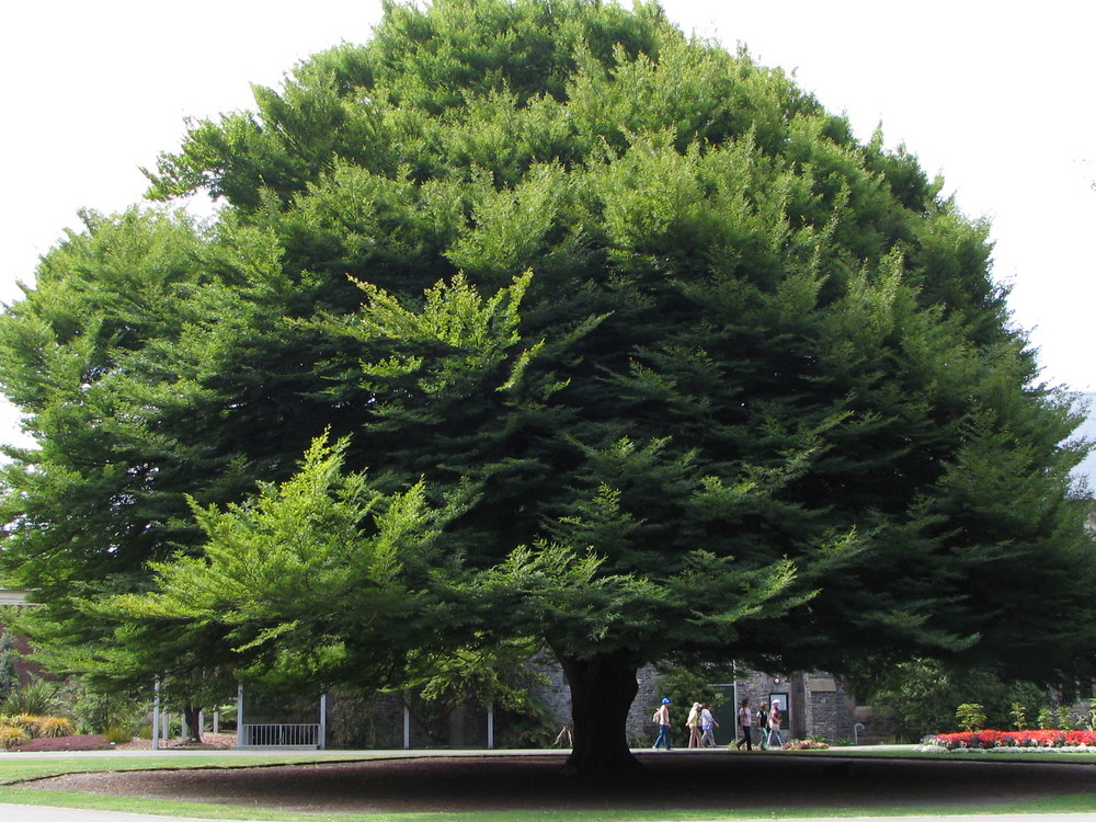 A Big Tree