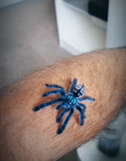 tarantula-ptasznik-blue-spider