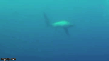 thresher shark 2