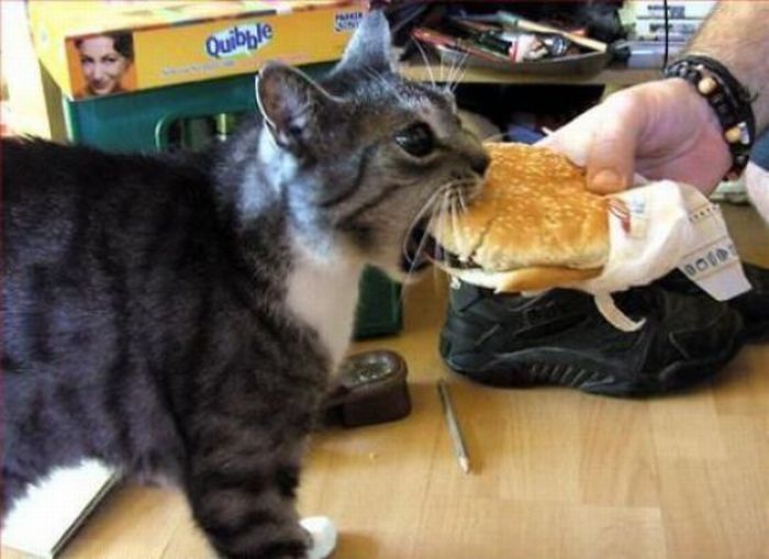 t265071_cat-has-cheeseburger-big.jpg