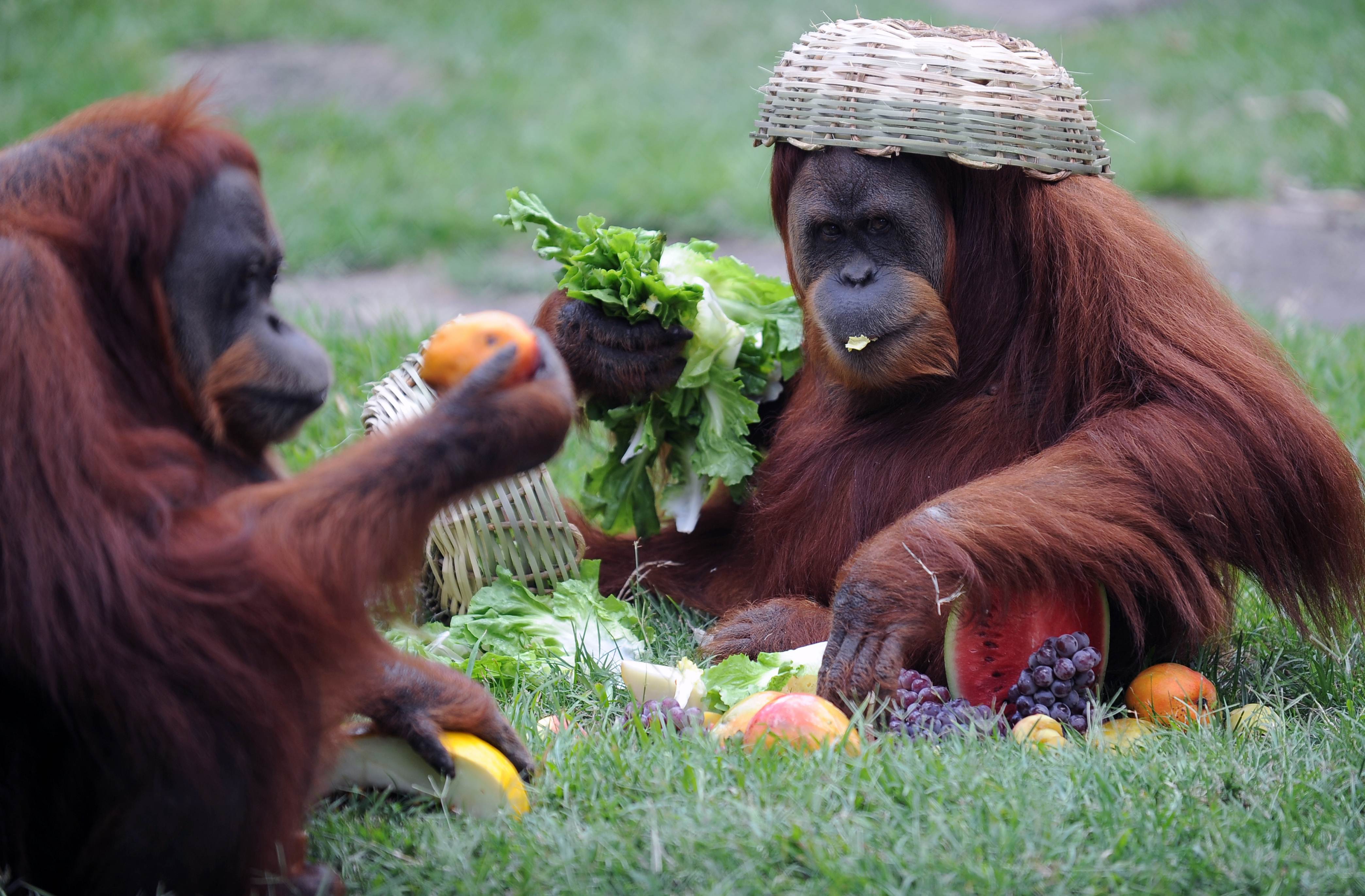 t986b1b_brazil-zoo-christmas-hamper_van04_330936.jpg