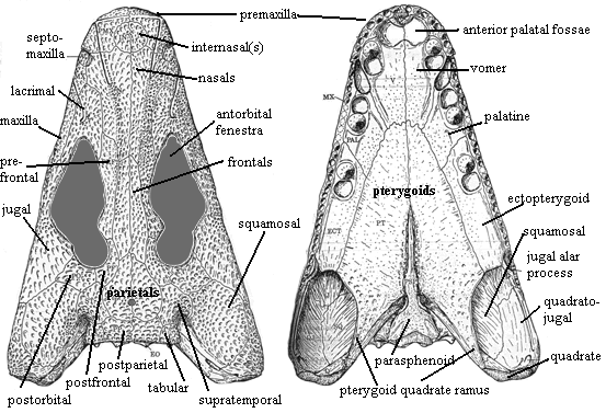 Megalocephalus1