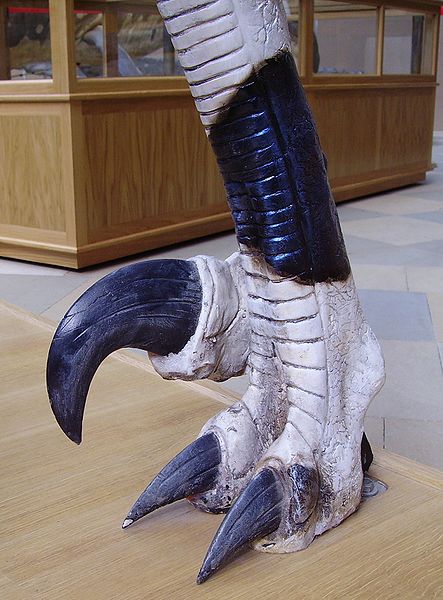 443px-Utahraptor foot