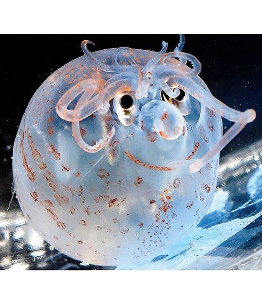 6-107940-banded-piglet-squid-cute-whatch