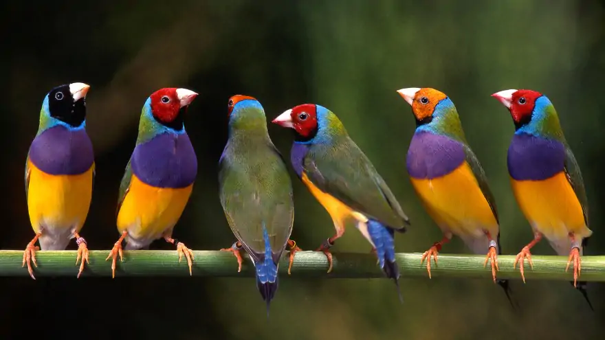 Types-of-Colorful-Tropical-Birds-30-Spec.webp