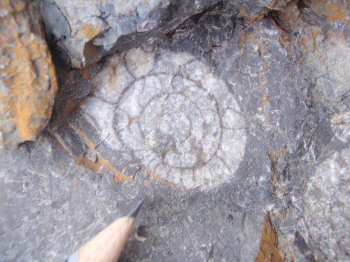 Einzelner Ammonit