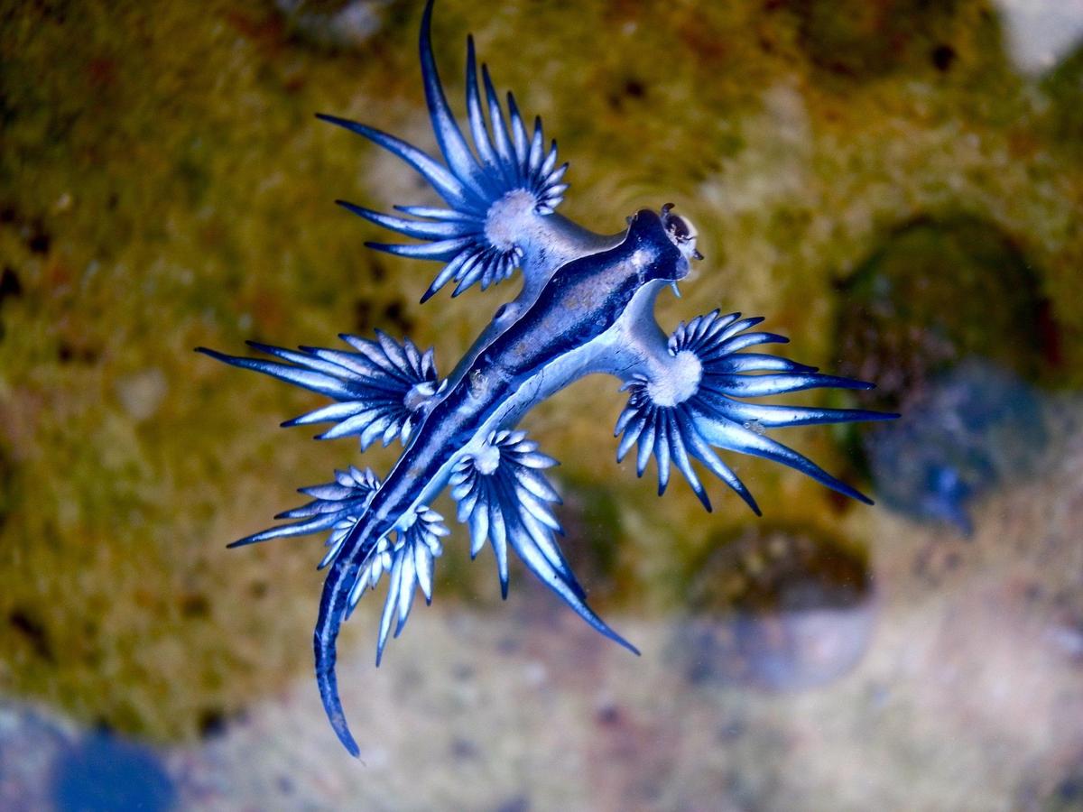 Blue dragon-glaucus atlanticus 859905197