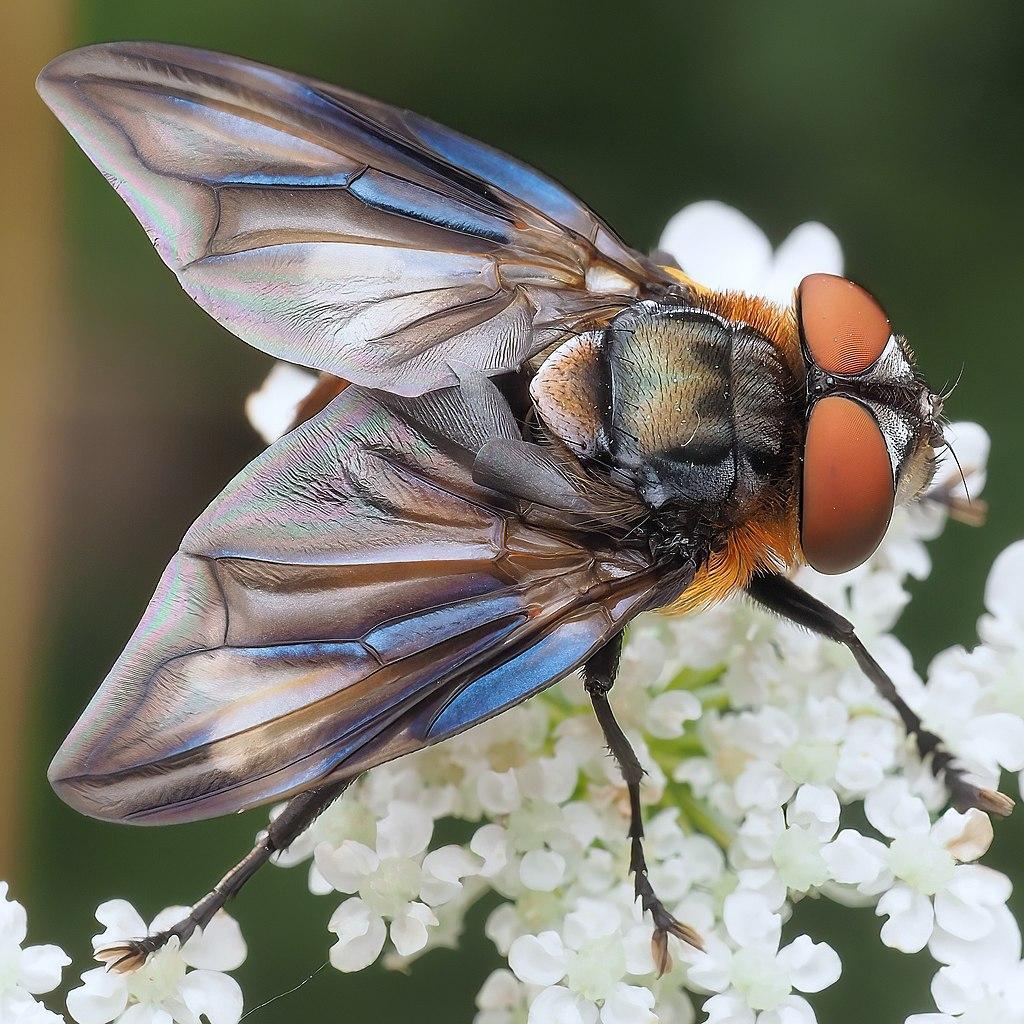 1024px-Phasia Hemiptera male
