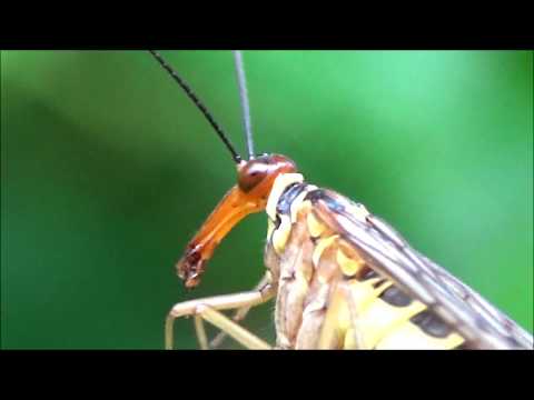 Youtube: Female Scorpionfly eating a dragonfly