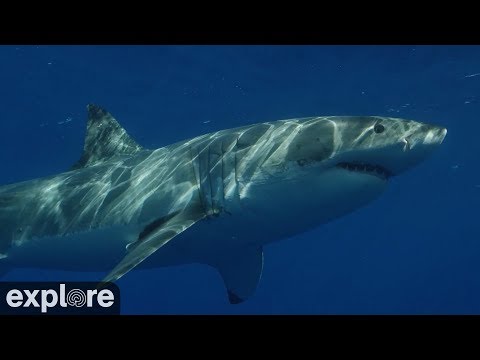 Youtube: Great White Shark Meditation powered by EXPLORE.org