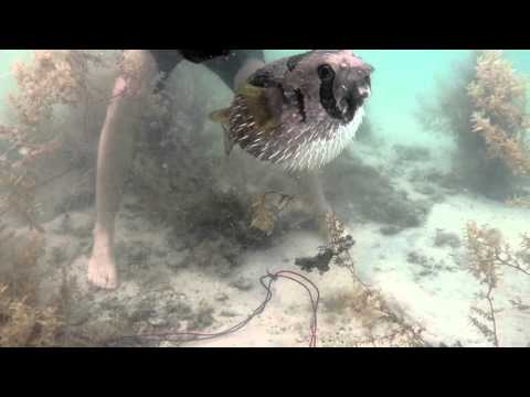 Youtube: Porcupine fish rescue