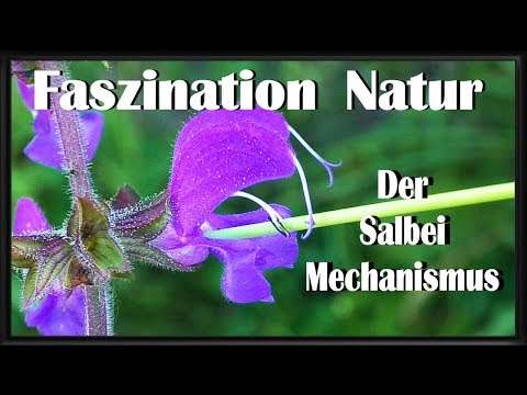 Youtube: Drücke in die Blüte  und  Staune - Der Salbei Mechanismus - faszinierende Natur - Wunderwerk Pflanze