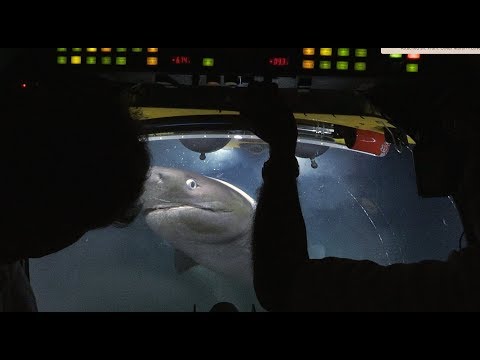 Youtube: Sharks Attack Submarine | Blue Planet II Behind The Scenes