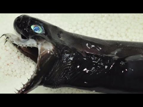 Youtube: Alien-like shark found in Pacific near Taiwan