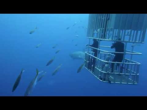 Youtube: Die weißen Haie von Guadalupe