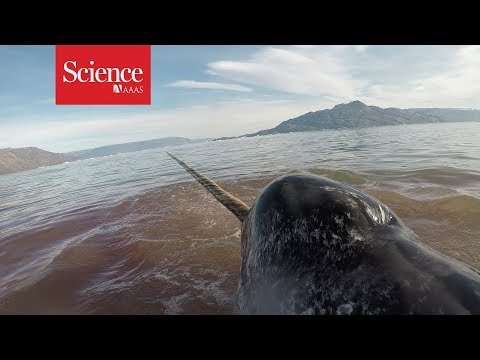 Youtube: Narwhal hearts beat slowly in panic, and that's probably not a good thing
