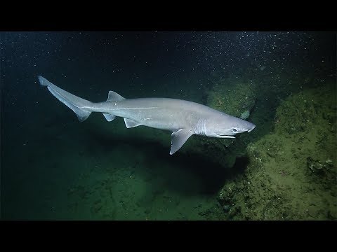 Youtube: Sleek Sixgill Shark Spotted...Again! | Nautilus Live