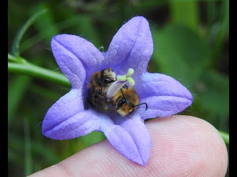 Youtube: Wildbienen schlafen in Glockenblumen - Raaderwald