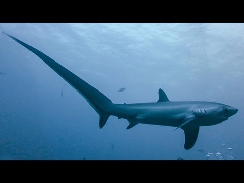 Youtube: THRESHER SHARKS KILL PREY WITH TAIL