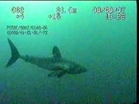 Youtube: Porbeagle shark in the North Sea