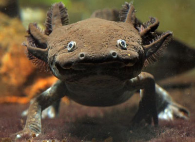 schwarzer Axolotl