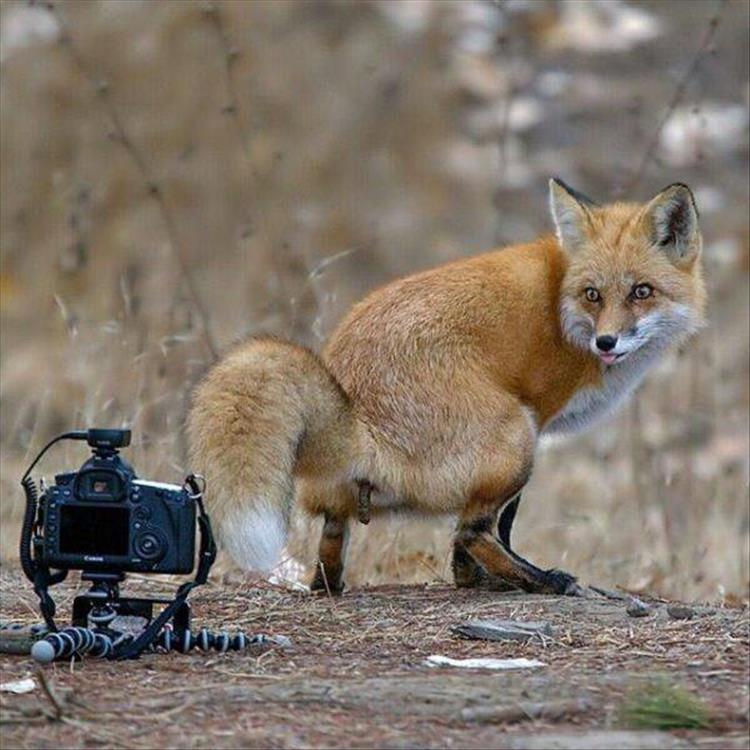 Die schönsten Tiere/Tierbilder der Welt (Seite 100) Allmystery