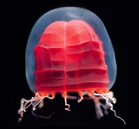 /dateien/33891,1296554958,akachochin jellyfish 1