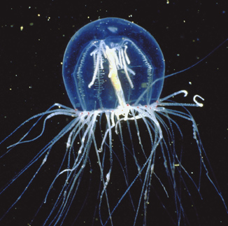 /dateien/33891,1296554958,gtotem-jellyfish