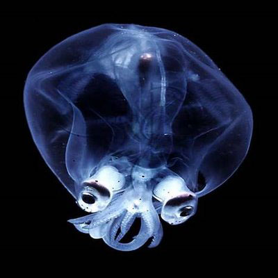 /dateien/33891,1296748242,deep-sea-glass-squid-1