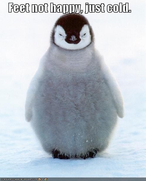 /dateien/gg32833,1243957085,funny-pictures-penguin-does-not-have-happy-feet-but-rather-cold-ones