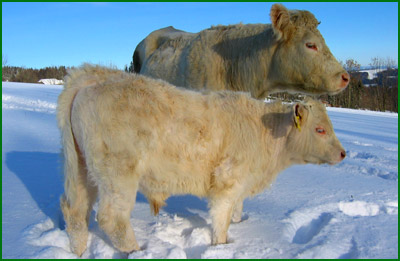 /dateien/mg57957,1258460864,biohof charolais rinder