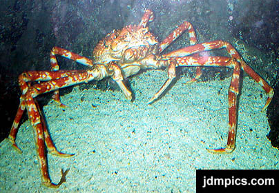 /dateien/mt33891,1213769327,spider-crab