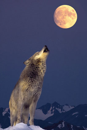 /dateien/pr41907,1221855500,anonymous-gray-wolf-howling-at-moon-9946469
