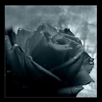 /dateien/uh28902,1158067903,crying black rose