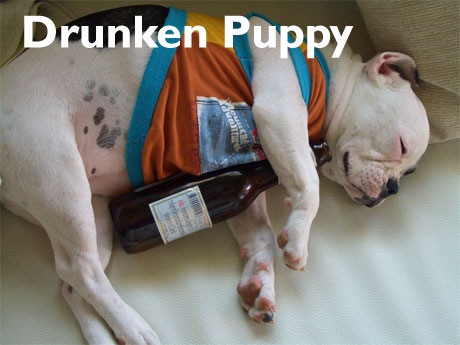 /dateien/uh60141,1265113920,drunken-puppy1