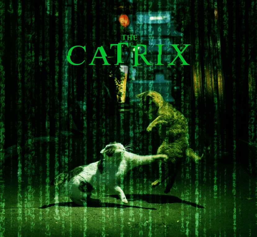 1zlgqpsfjiox_the-catrix-v0-27996fiwwne81.png