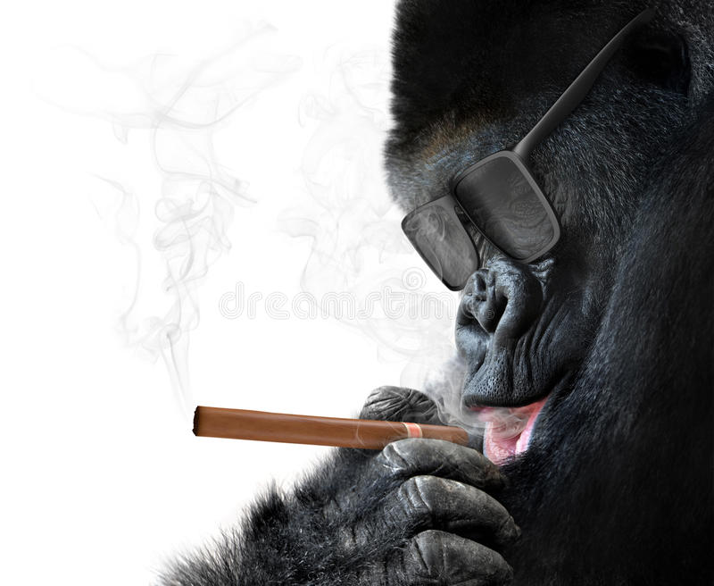 badass-gorilla-mit-der-kuehlen-sonnenbri
