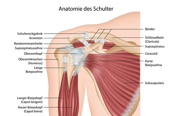 ortho-center-koeln-schulter-anatomie