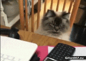 Funny-Video-Angry-Cat-Gif