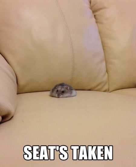 ferret-seats-taken