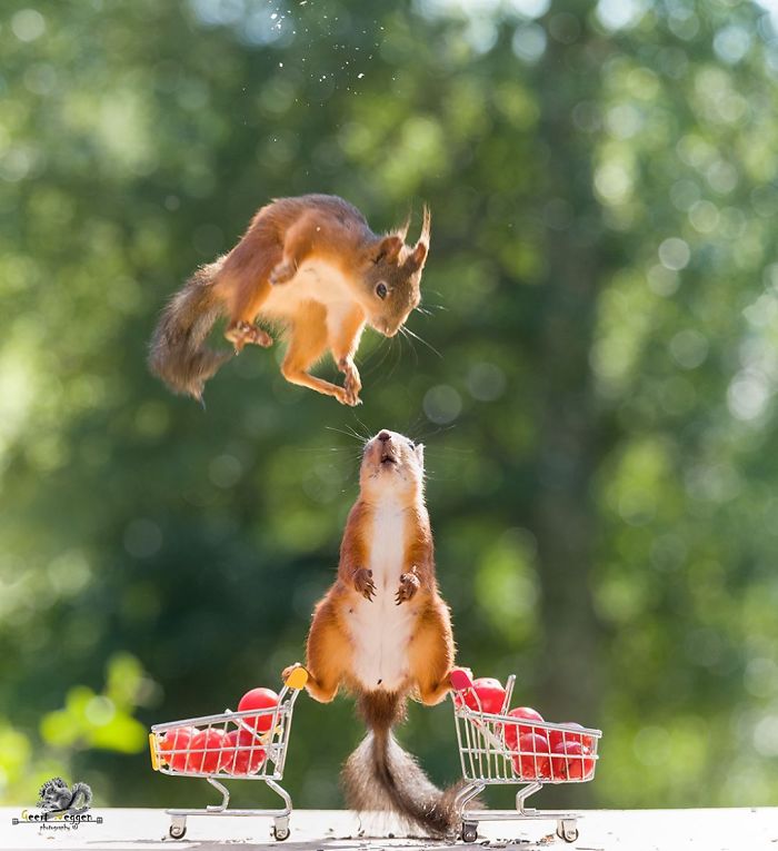 Photographer Captured Squirrels Every Da