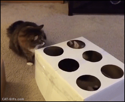 CAT-GIF-Amazing-The-REAL-Cat-Kitten-whac