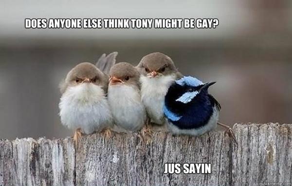 30-Funny-Bird-Pictures-4