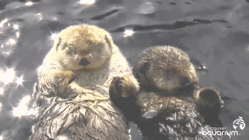 Otter schlafen - Copy