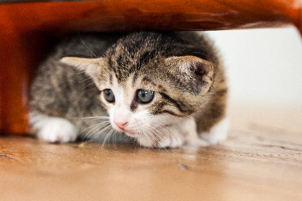 A-scared-cat-or-kitten-hiding-under-a-ta