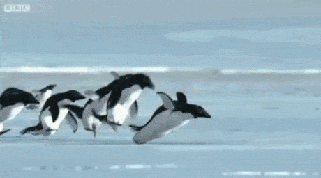 Pinguine fliegen - Copy