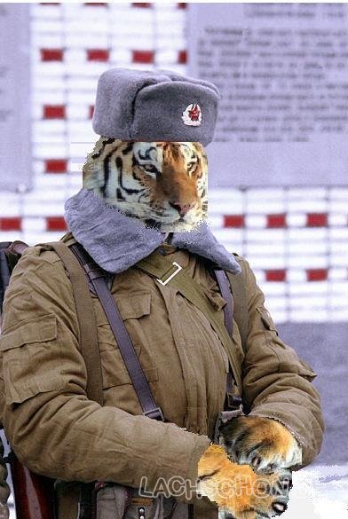 88471 sibirischer tiger
