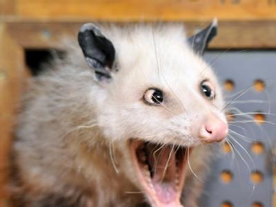 das-schielende-opossum-heidi