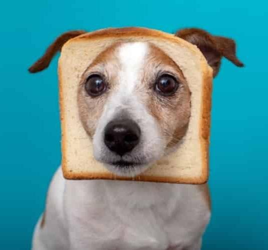 Dog-Ate-Loaf-of-Bread