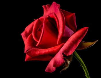 -rote Rose-